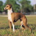 Italiaans Windhondje