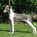 Italiaans Windhondje