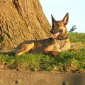 Mechelse Herder