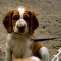 Welsh Springer Spaniel