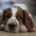 Welsh Springer Spaniel