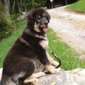Tibetaanse Mastiff