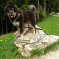 Tibetaanse Mastiff
