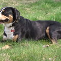 Entlebucher Sennenhond