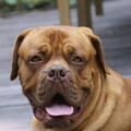 Bordeauxdog