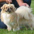 Tibetaanse Spaniel