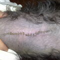 We missen ons andere hondje Iggy.