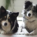Border Collie