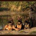 Mechelse Herder