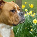 Old English Bulldog