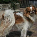Japanse Spaniel