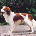 Kooikerhondje