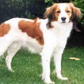 Kooikerhondje