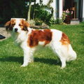 Kooikerhondje