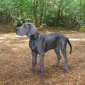 Duitse Dog