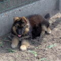 Duitse Herder