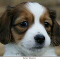 Kooikerhondje