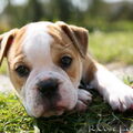 Old English Bulldog