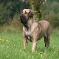 Fila Brasileiro