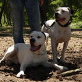 Dogo Argentino
