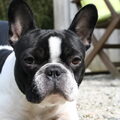 Franse Bulldog