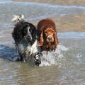 Engelse Cocker Spaniel