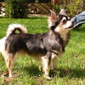 Chihuahua