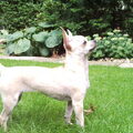 Chihuahua