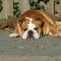 Engelse Bulldog