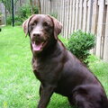 Labrador
