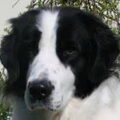 Landseer