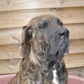 Fila Brasileiro