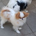 Japanse Spaniel