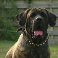 Fila Brasileiro