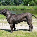 Dogo Canario