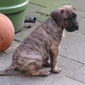 Dogo Canario
