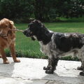 Engelse Cocker Spaniel