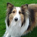 Sheltie