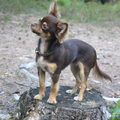 Chihuahua