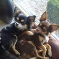 Chihuahua