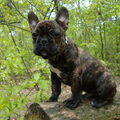 Franse Bulldog