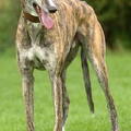 Greyhound