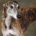 Greyhound