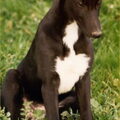 Greyhound