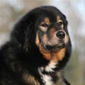 Tibetaanse Mastiff