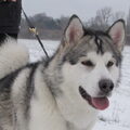 Alaskan Malamute