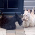 Schotse Terrier