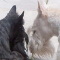Schotse Terrier