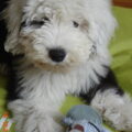 Old English Sheepdog
