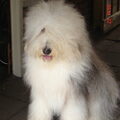 Old English Sheepdog